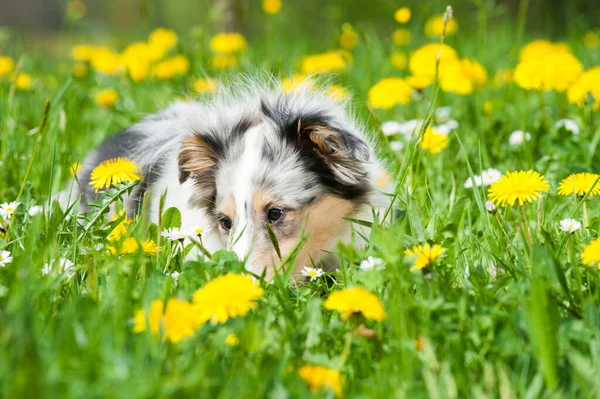 Cachorro Prado Primavera — Foto de Stock