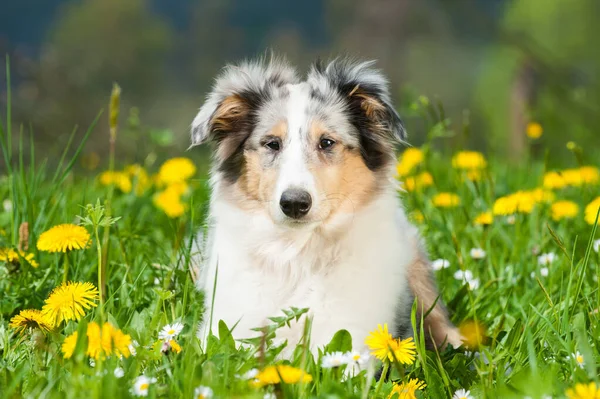 Cucciolo Prato Primavera — Foto Stock