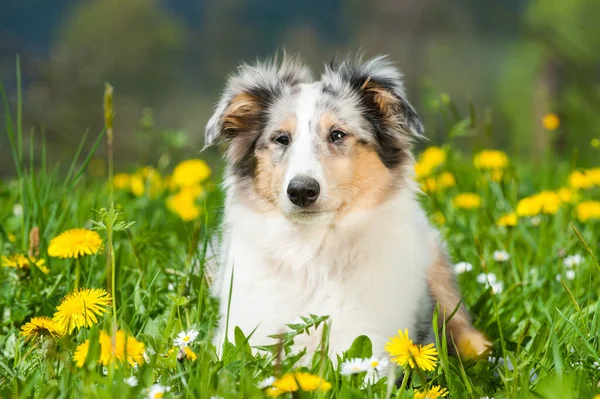 春の牧草地で子犬 — ストック写真