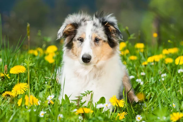 Welpe Auf Einer Frühlingswiese — Stockfoto