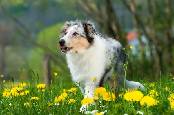 Puppy Spring Meadow — Stock Photo, Image