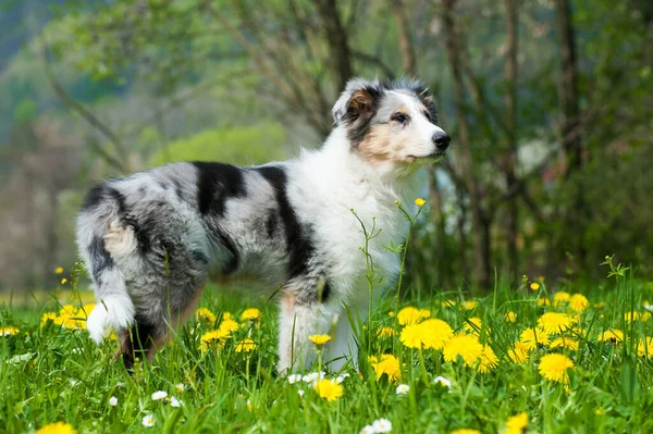 Puppy Spring Meadow — Stock Photo, Image