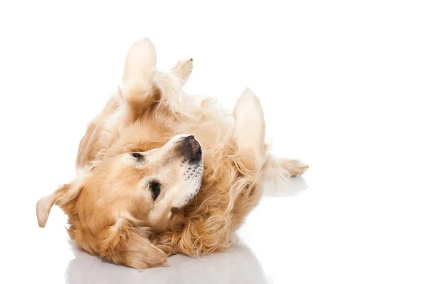 白に隔離されたゴールデンレトリバー犬 — ストック写真