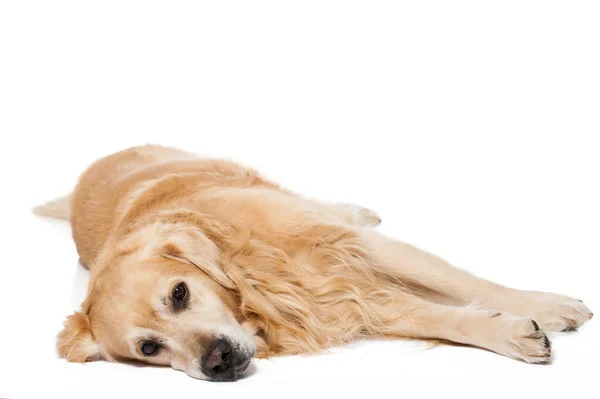 Cane Golden Retriever Isolato Bianco — Foto Stock