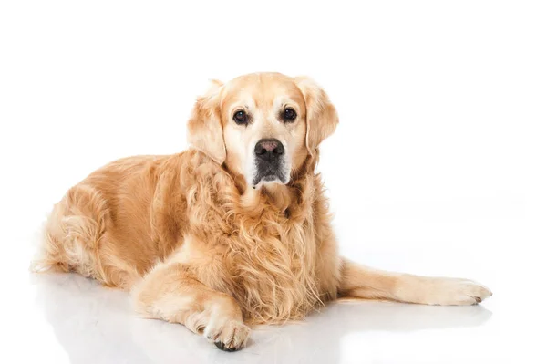 Golden Retriever Köpeği Beyazda Izole Edilmiş — Stok fotoğraf