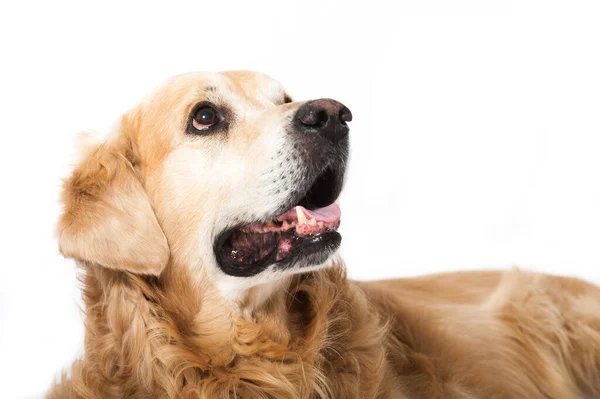 Golden Retriever Köpeği Beyazda Izole Edilmiş — Stok fotoğraf