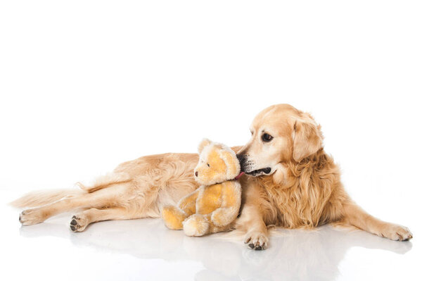 Golden retriever dog isolated on white