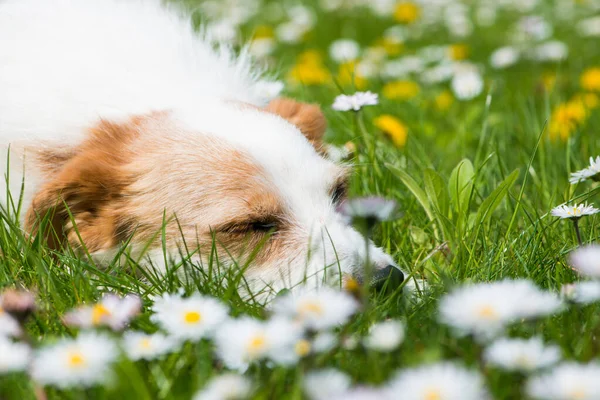 Sleeping Dog Spring Meadow — Stock Photo, Image