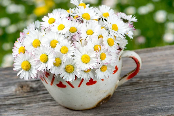 Gänseblümchen Blühen Einer Alten Kaffeetasse — Stockfoto