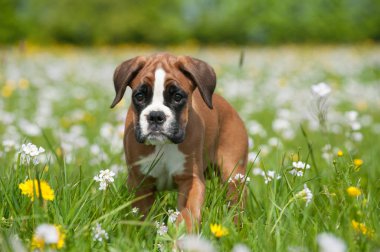 Bahar çayırındaki yavru köpek.