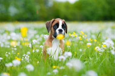 Bahar çayırındaki yavru köpek.