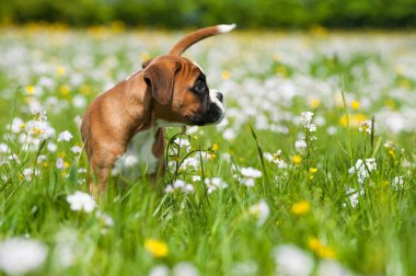 Bahar çayırındaki yavru köpek.