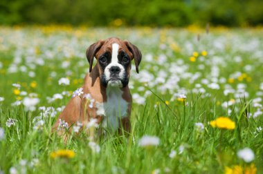 Bahar çayırındaki yavru köpek.