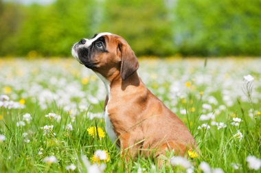Bahar çayırındaki yavru köpek.
