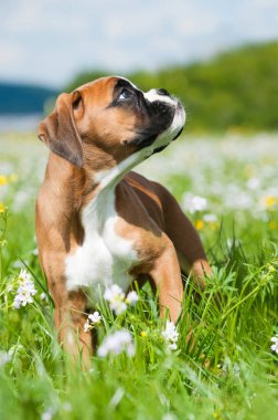 Bahar çayırındaki yavru köpek.