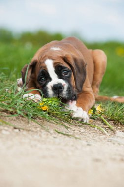 Bahar çayırındaki yavru köpek.