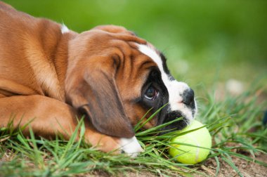 Bahar çayırındaki yavru köpek.