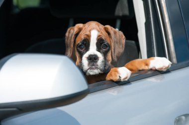 Yavru köpek arabanın camından dışarı bakıyor.