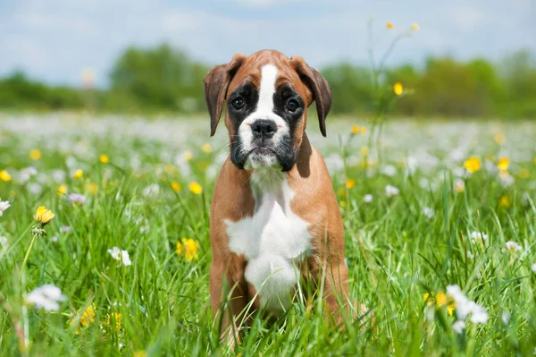 Filhote Cachorro Prado Primavera — Fotografia de Stock