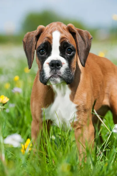 春の牧草地で子犬 — ストック写真