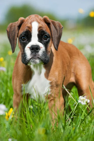 春の牧草地で子犬 — ストック写真