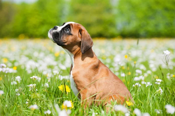 Cachorro Prado Primavera —  Fotos de Stock
