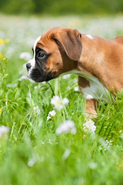 Welpe Auf Einer Frühlingswiese — Stockfoto