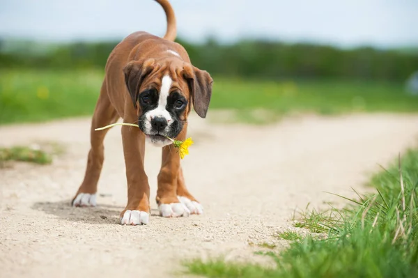 Filhote Cachorro Prado Primavera — Fotografia de Stock