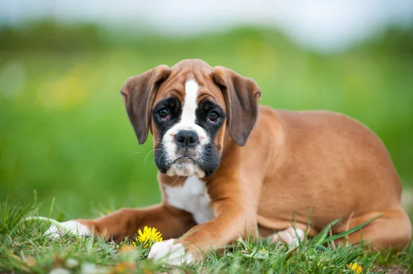 Filhote Cachorro Prado Primavera — Fotografia de Stock