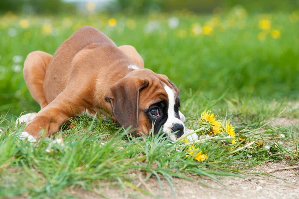 Filhote Cachorro Prado Primavera — Fotografia de Stock