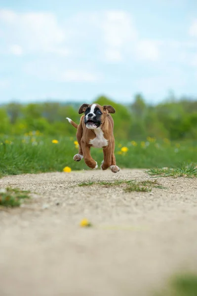 Bahar Çayırındaki Yavru Köpek — Stok fotoğraf