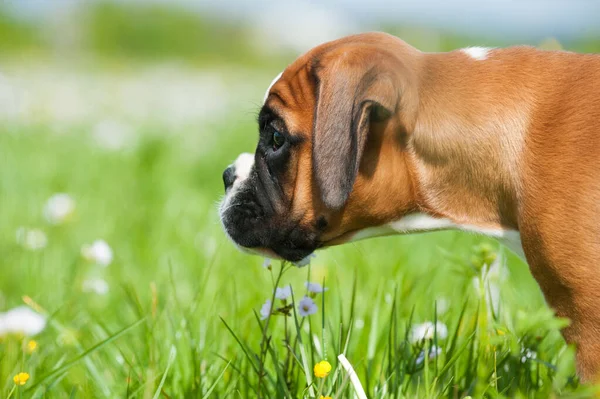 Filhote Cachorro Prado Primavera — Fotografia de Stock