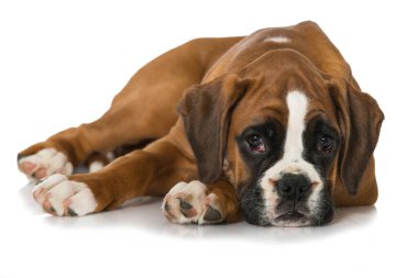 Yavru köpek beyaz arkaplanda izole edildi