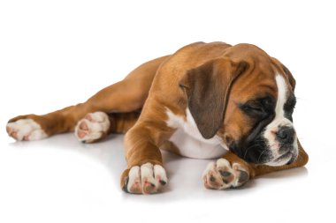 Yavru köpek beyaz arkaplanda izole edildi