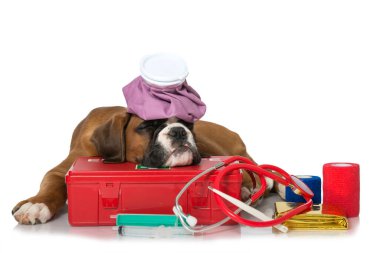İlk yardım çantalı köpek yavrusu.