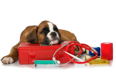 İlk yardım çantalı köpek yavrusu.