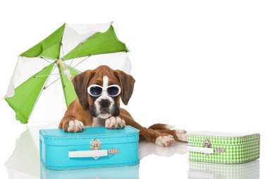 Çantalı ve plaj şemsiyeli yavru köpek.