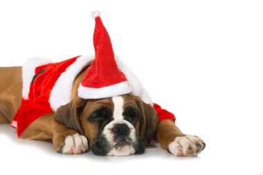 Noel köpeği beyazda izole edilmiş.