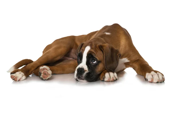 Cachorro Aislado Sobre Fondo Blanco — Foto de Stock