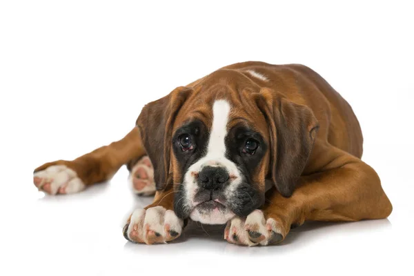 Cachorro Aislado Sobre Fondo Blanco —  Fotos de Stock