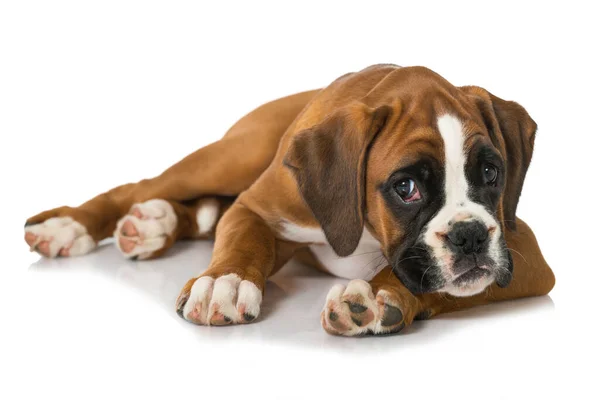 Cachorro Aislado Sobre Fondo Blanco —  Fotos de Stock