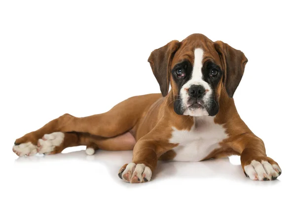 Cucciolo Isolato Sfondo Bianco — Foto Stock