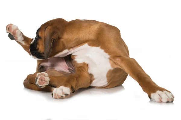 Cachorro Aislado Sobre Fondo Blanco — Foto de Stock