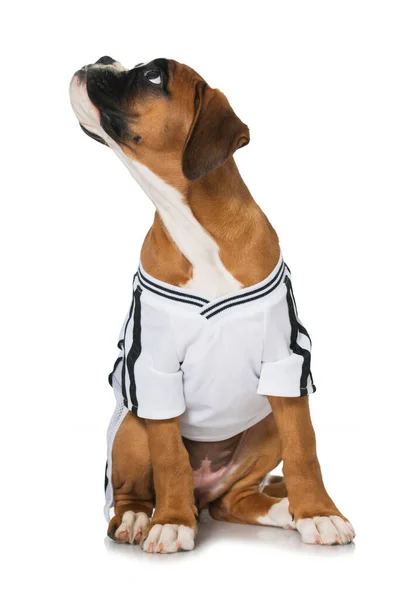 Puppy Football Jersey Isolated White — Stock Photo, Image