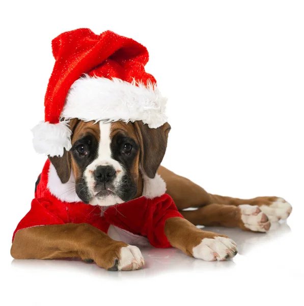 흰색으로 크리스마스 강아지 — 스톡 사진