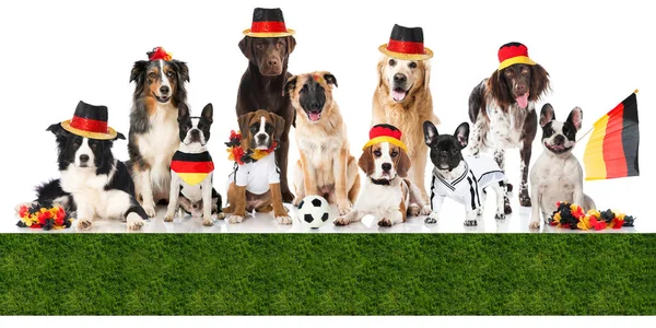 ドイツのサッカーチームとして異なる血統の犬 — ストック写真