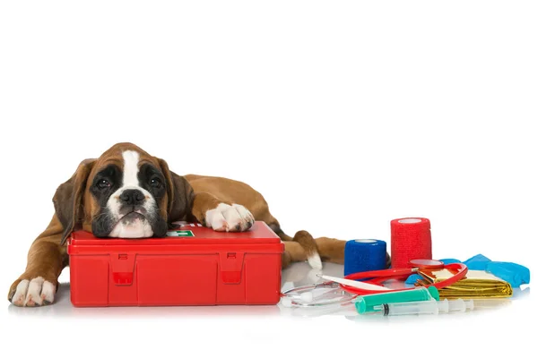 Cachorrinho Com Kit Primeiros Socorros Imagem De Stock