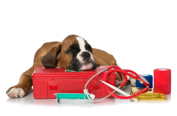 Cachorrinho Com Kit Primeiros Socorros Imagem De Stock