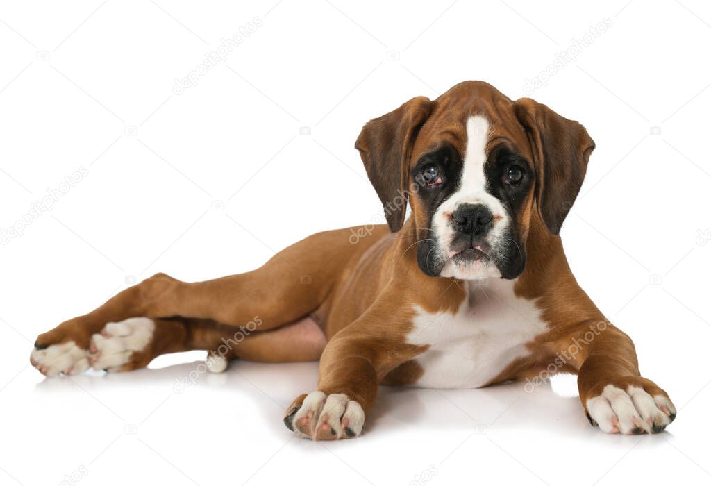 Puppy isolated on white background