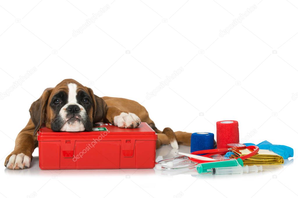 Puppy with first aid kit